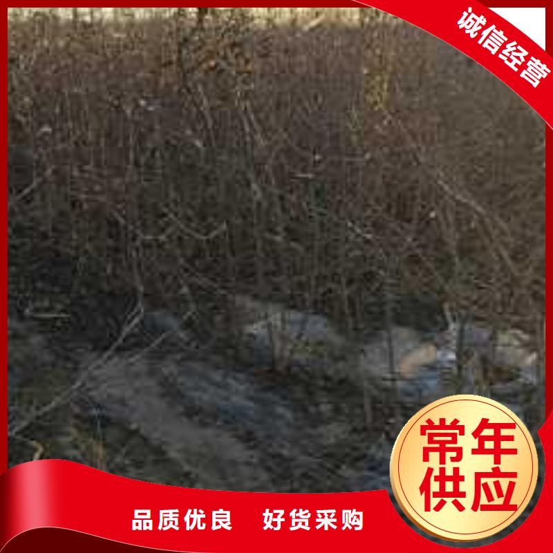 杜梨,奥红一号梨苗实体厂家支持定制
