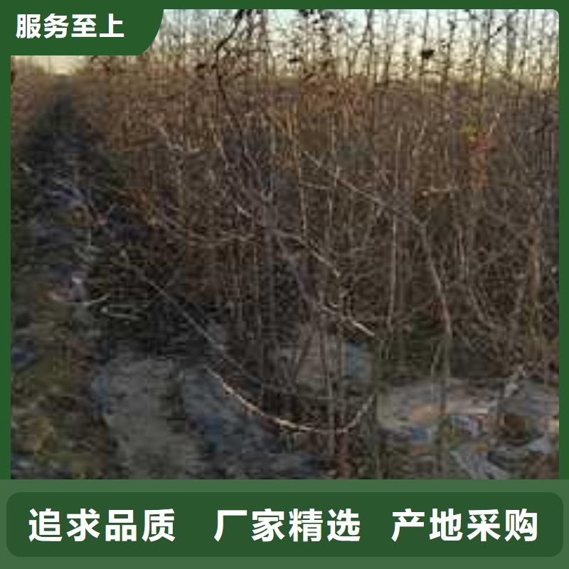 杜梨奥红全红梨树苗质检严格放心品质