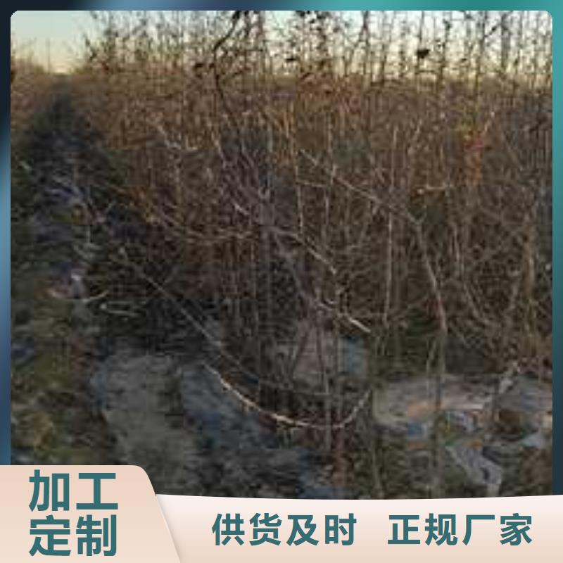 【 杜梨_毛桃苗来图定制量大从优】华仁山桃苗