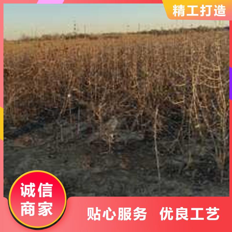 杜梨瑞蟠101桃树苗懂您所需
