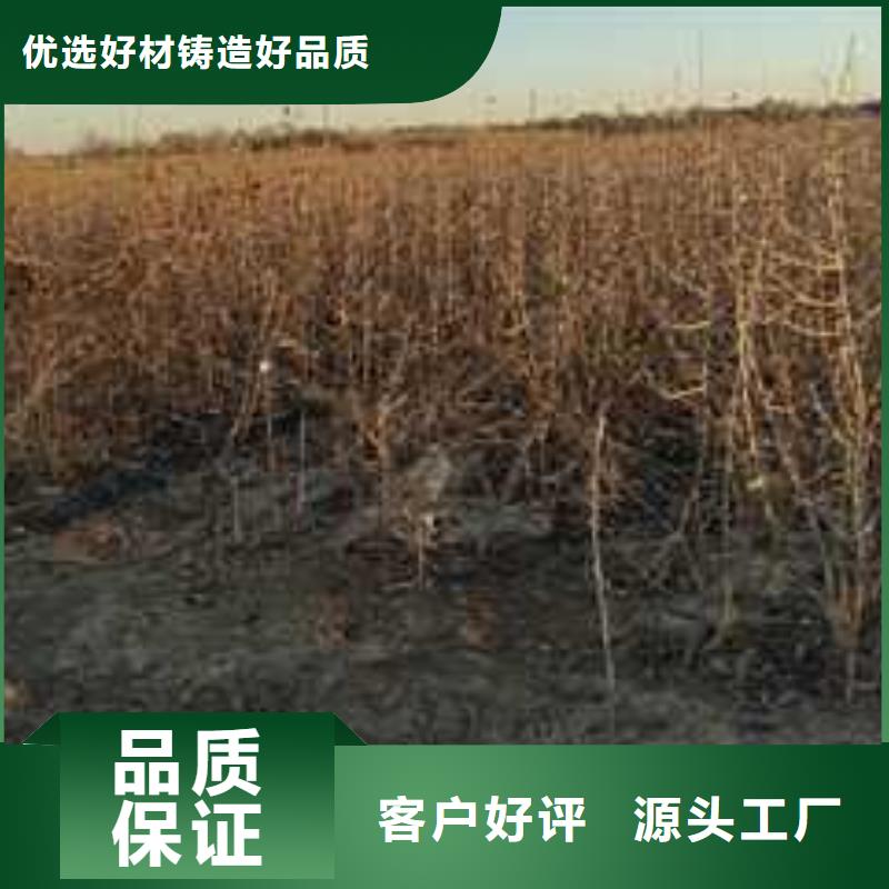【 杜梨 玉露香梨树苗资质认证】由华仁为您