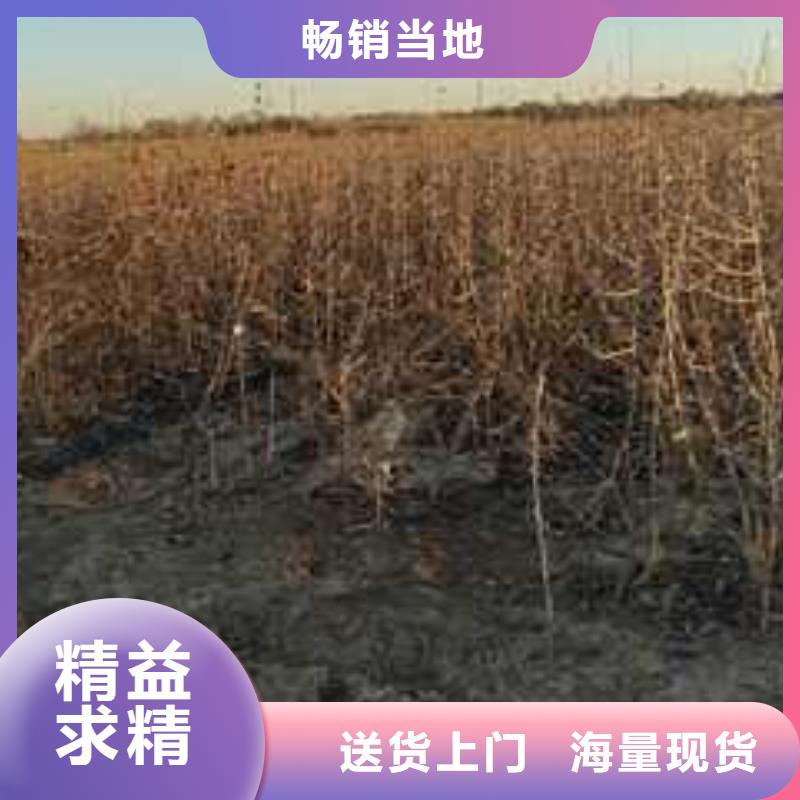 宁波该地杜梨_【皇冠梨树苗】优选厂家