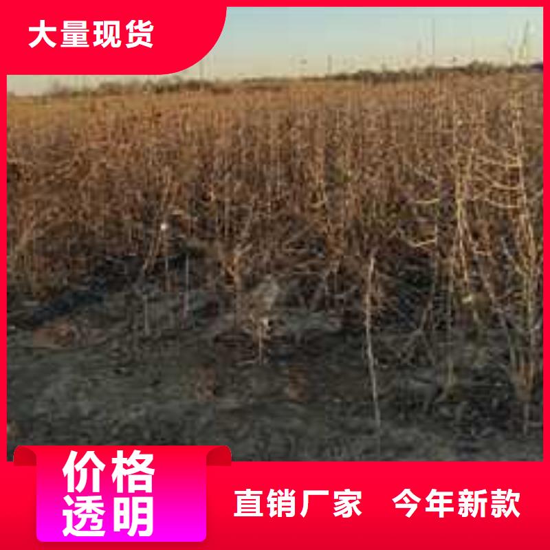 杜梨-新梨7号梨树苗打造行业品质