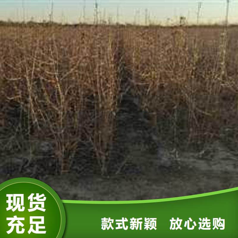 杜梨香酥梨树苗货源直销