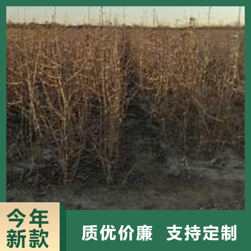 杜梨红香酥梨树苗生产经验丰富