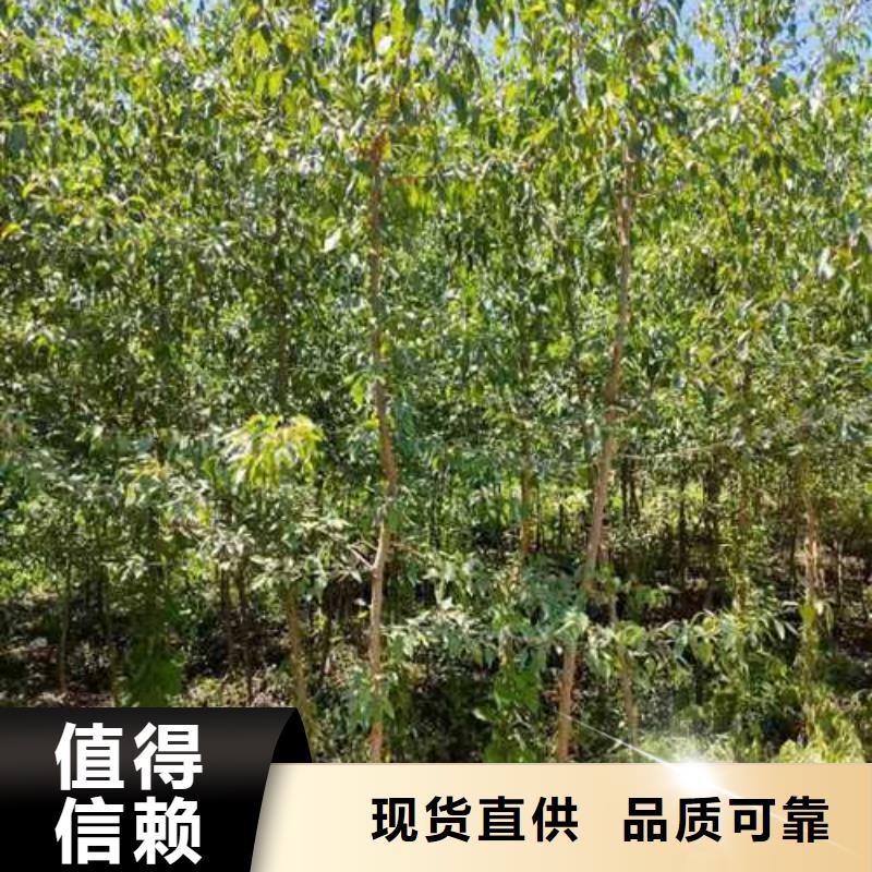 杜梨毛桃苗精选优质材料