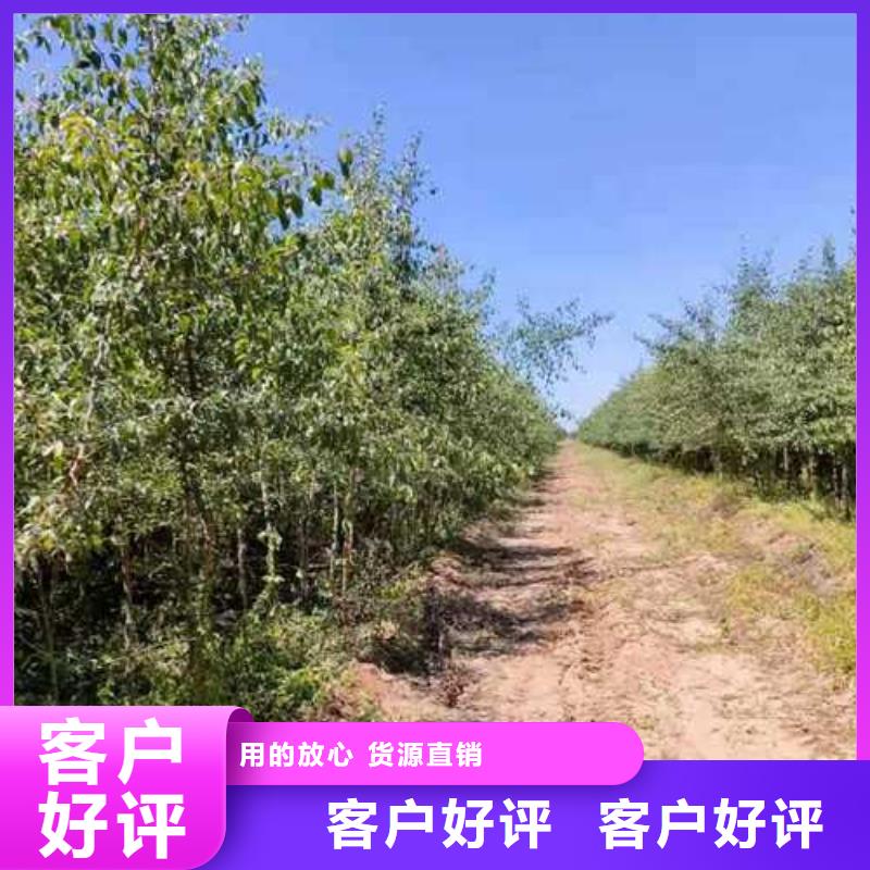 杜梨黄冠梨树苗本地厂家值得信赖
