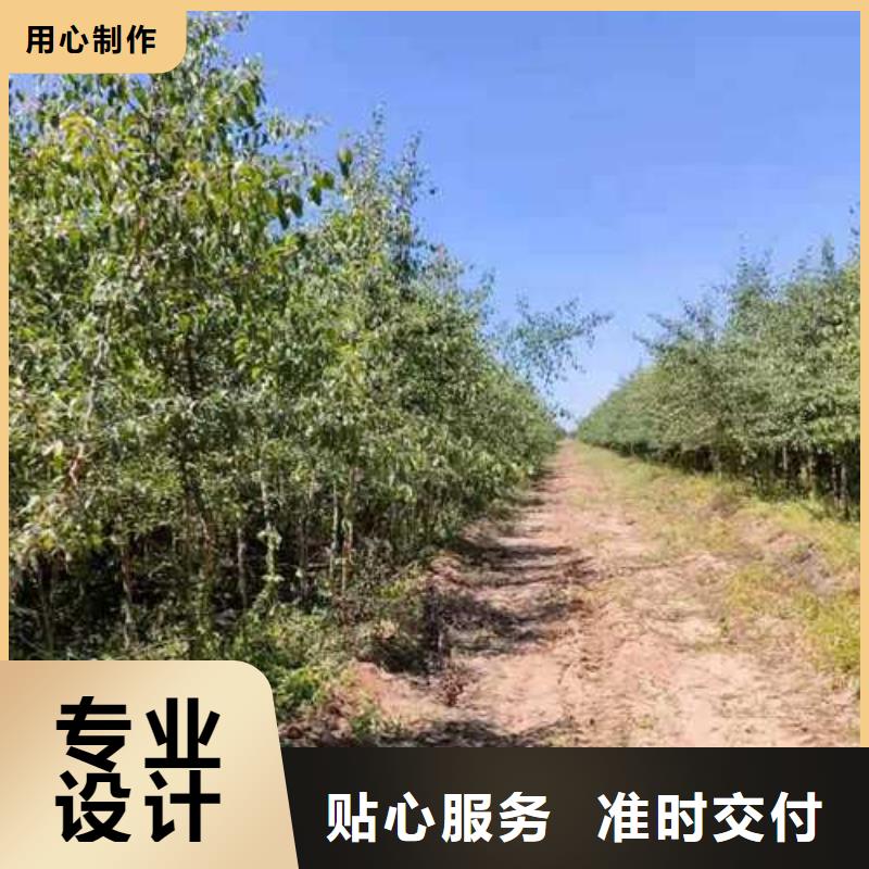 杜梨黄冠梨树苗好品质售后无忧