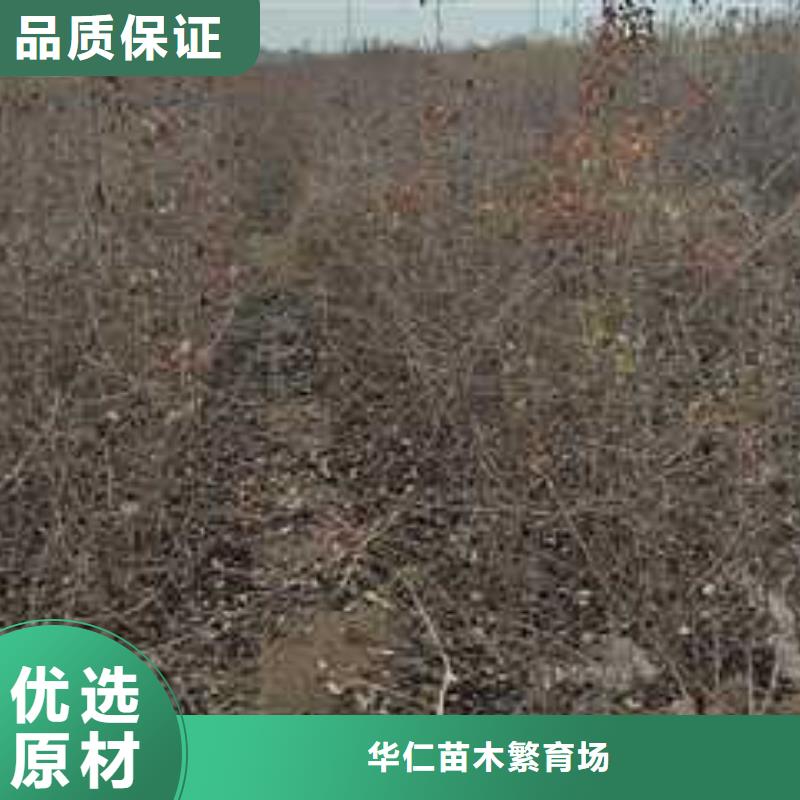 【杜梨】梨树苗基地真正的源头厂家