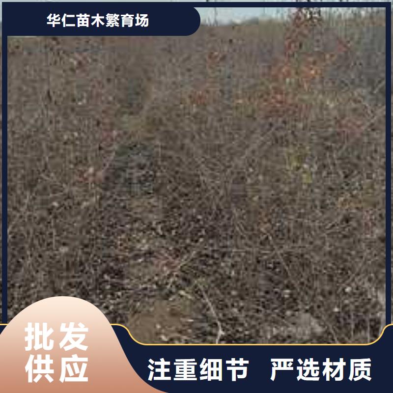 杜梨【杜梨苗】用心制造