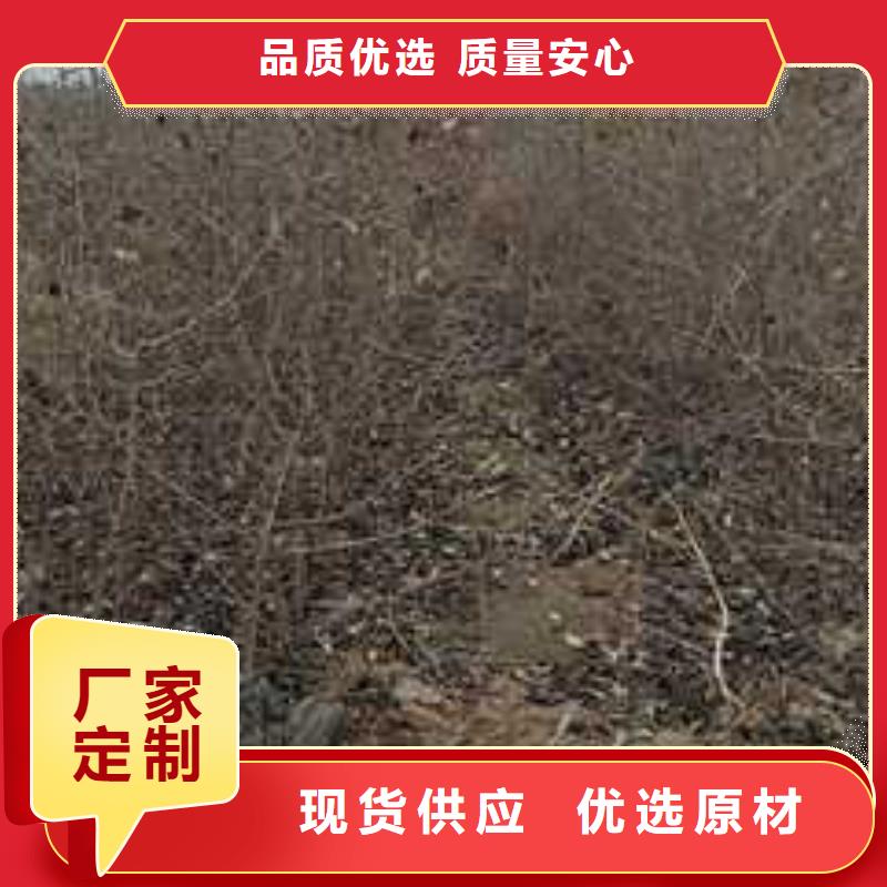 杜梨瑞蟠101桃树苗厂家技术完善