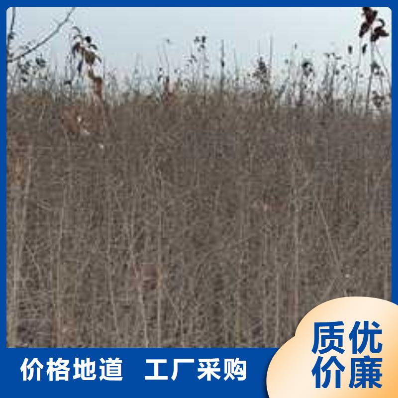 杜梨皇冠梨树苗主推产品