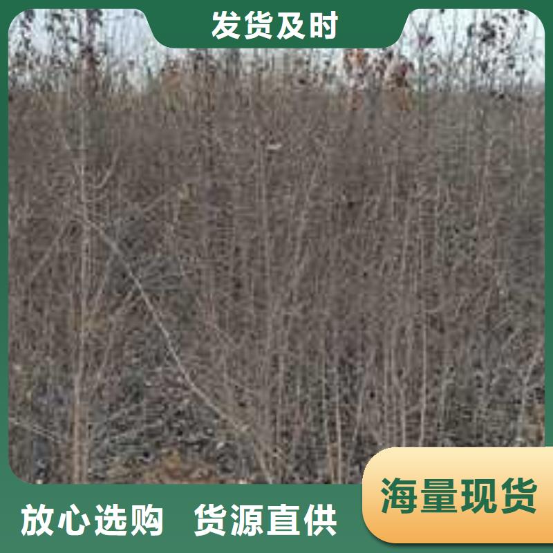 杜梨,梨树苗基地品质卓越