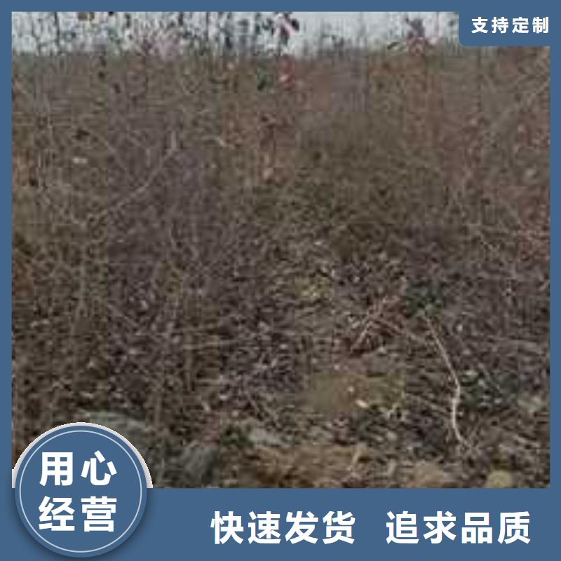杜梨杜梨苗精工细致打造