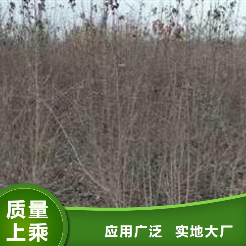杜梨海棠苗产地采购