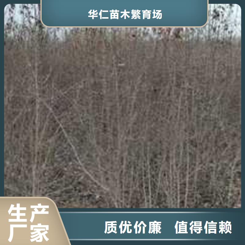 杜梨-皇冠梨树苗满足多种行业需求