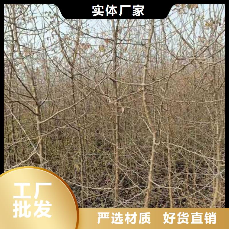 杜梨,海棠苗定制零售批发