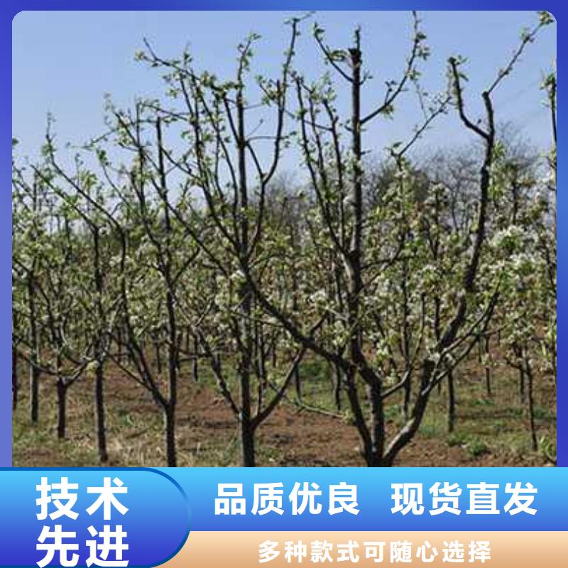 杜梨杜梨苗规格型号全
