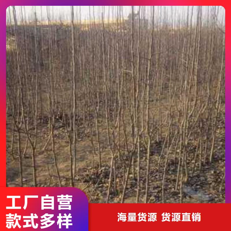 【杜梨】玉露香梨树苗品质之选