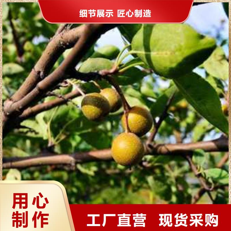 杜梨玉露香梨树苗专注生产制造多年