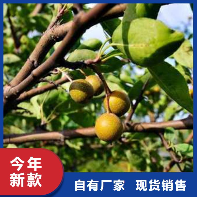 杜梨-毛桃苗本地厂家值得信赖
