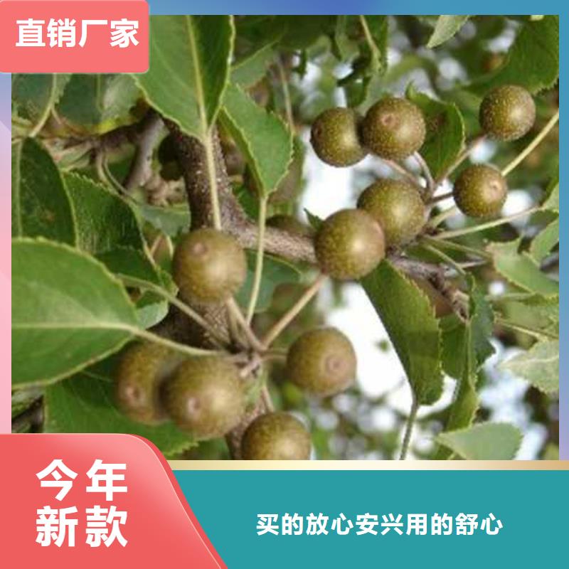 杜梨香酥梨树苗品质服务诚信为本