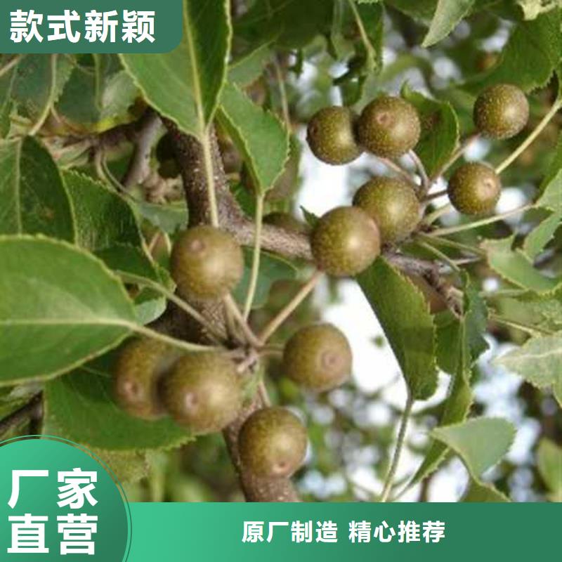 杜梨海棠苗快捷的物流配送