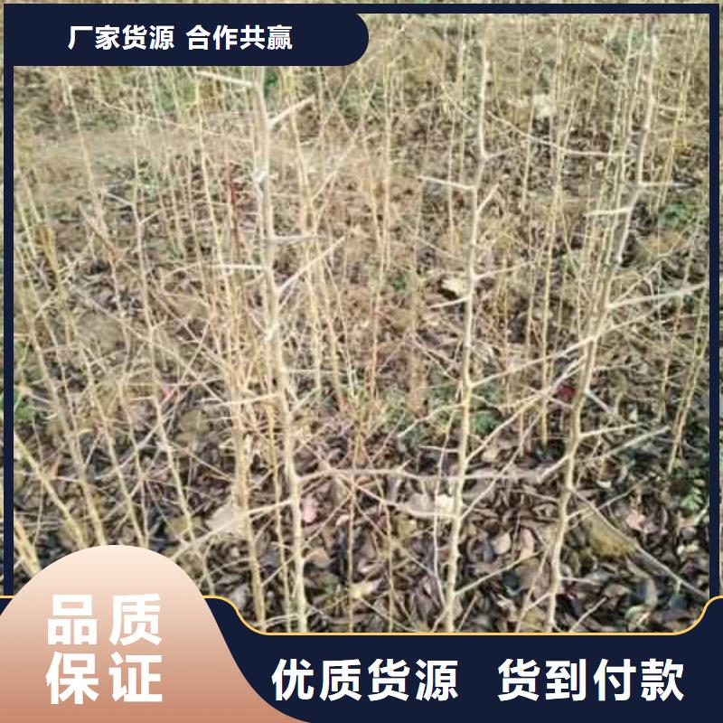杜梨,海棠苗现货充足