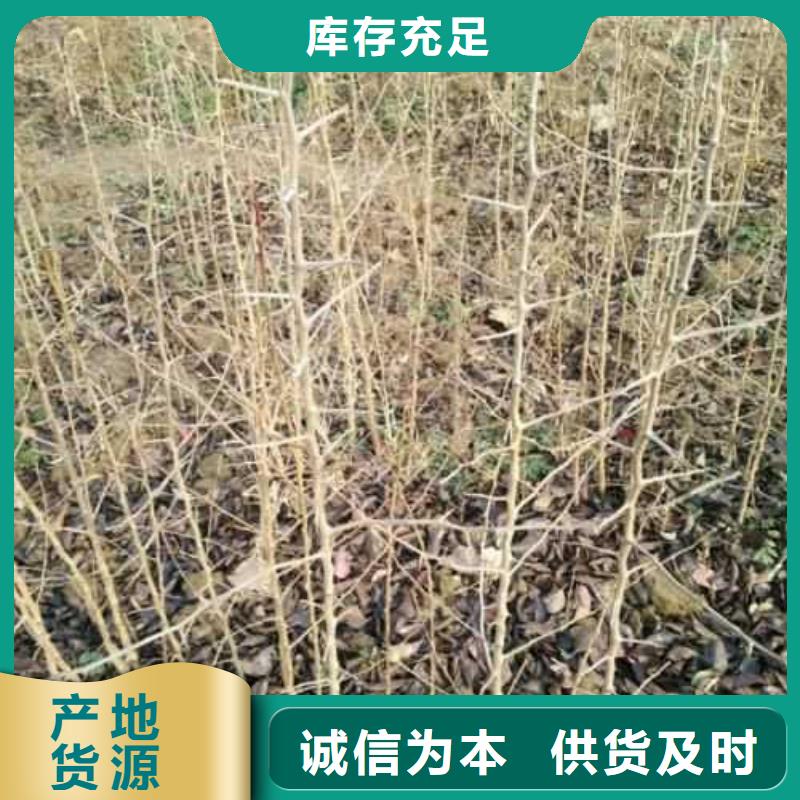 杜梨,皇冠梨树苗厂家直销直供