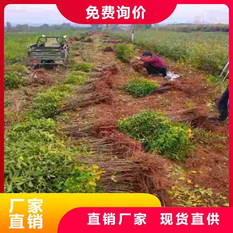 杜梨奥红全红梨树苗优质工艺