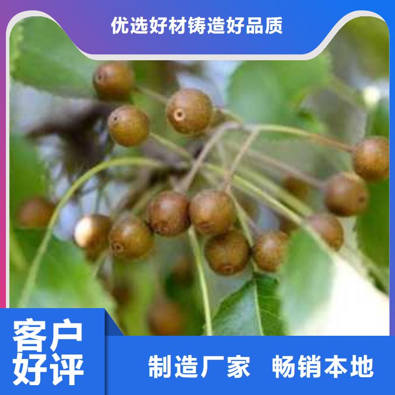 杜梨,杜梨苗拒绝伪劣产品