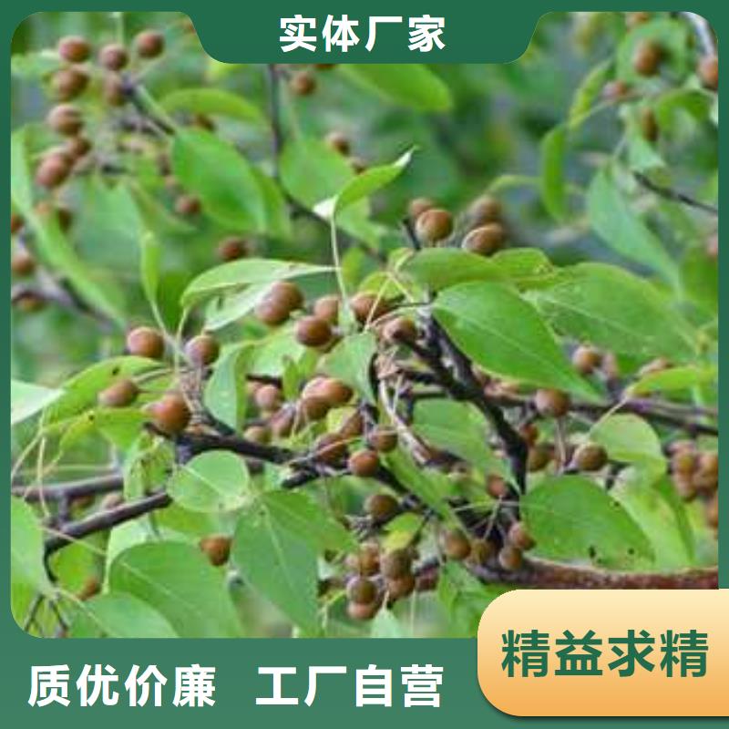 杜梨,新梨7号梨树苗现货批发