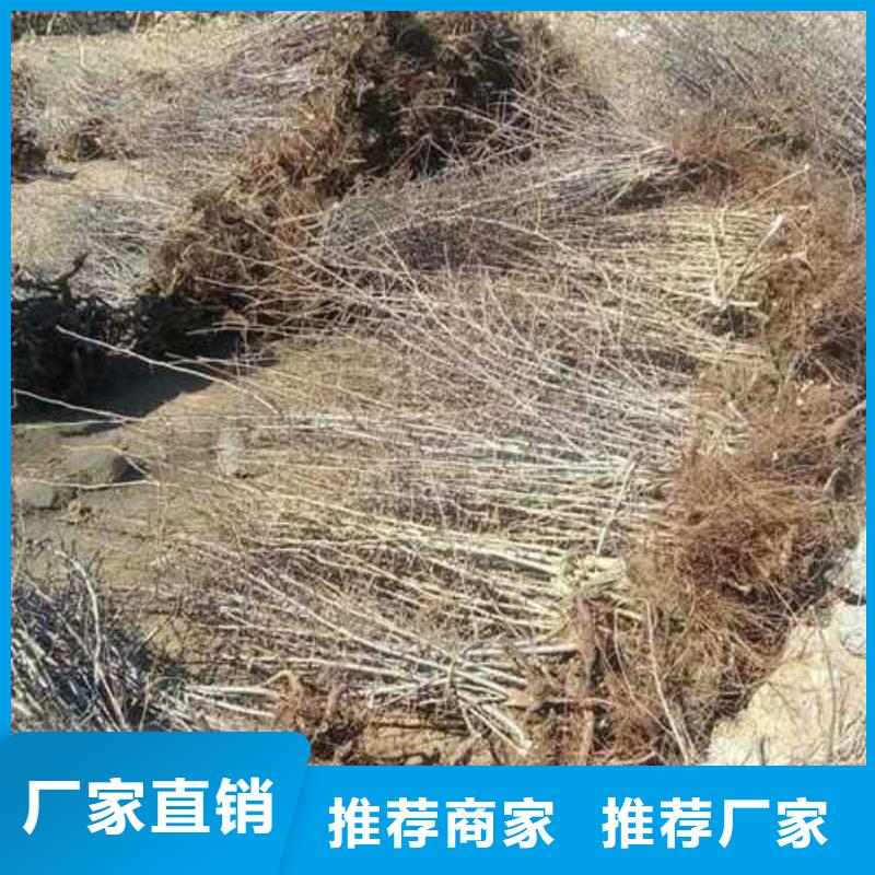杜梨-新梨7号梨树苗打造行业品质