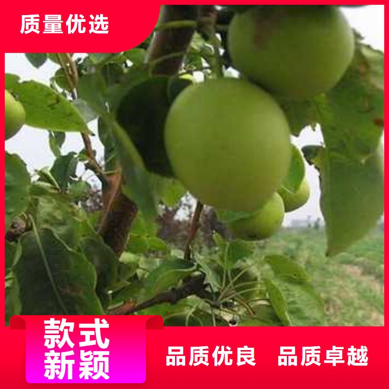 杜梨-杜梨苗可定制