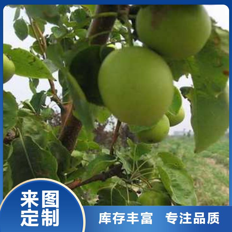 杜梨皇冠梨树苗主推产品