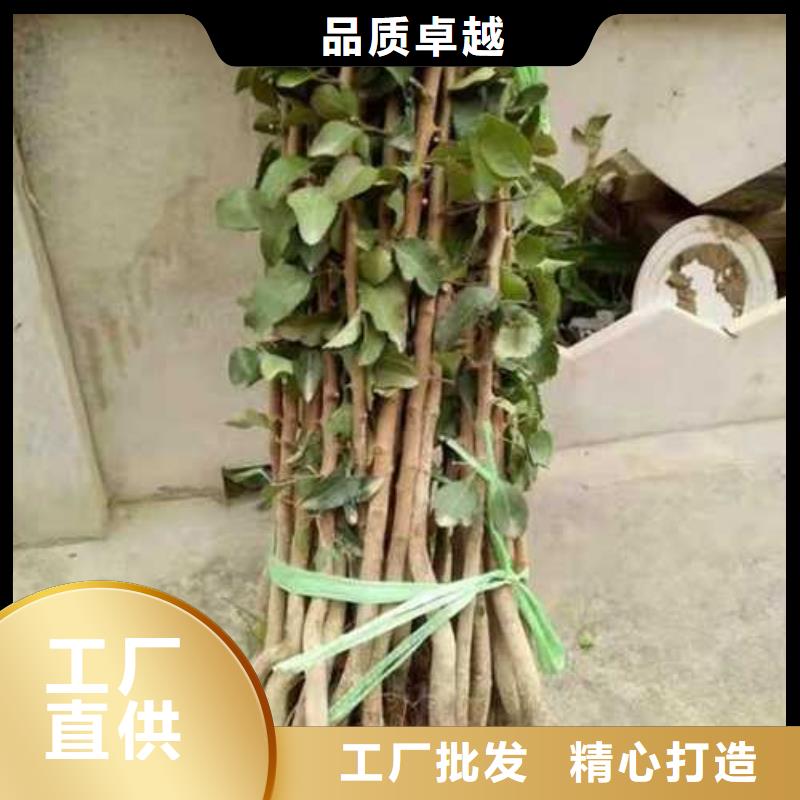 杜梨皇冠梨树苗质量可靠