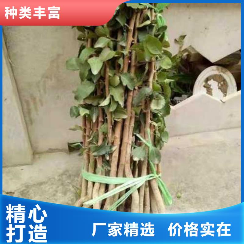 【杜梨】_杜梨苗来图来样定制
