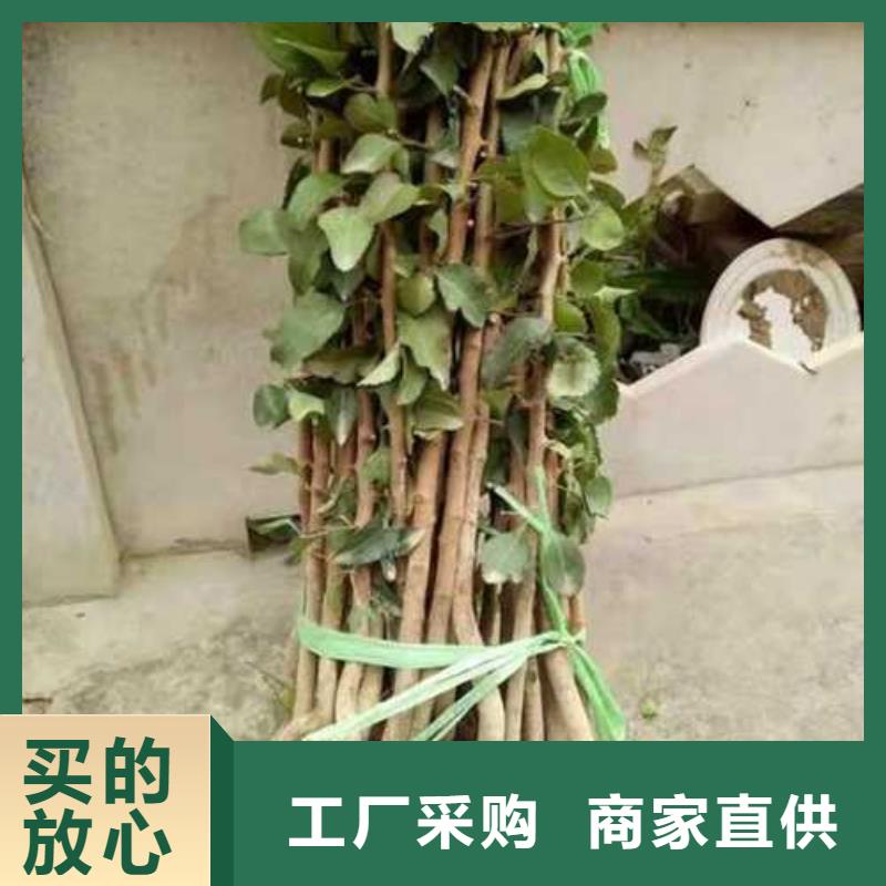 杜梨,海棠苗现货充足