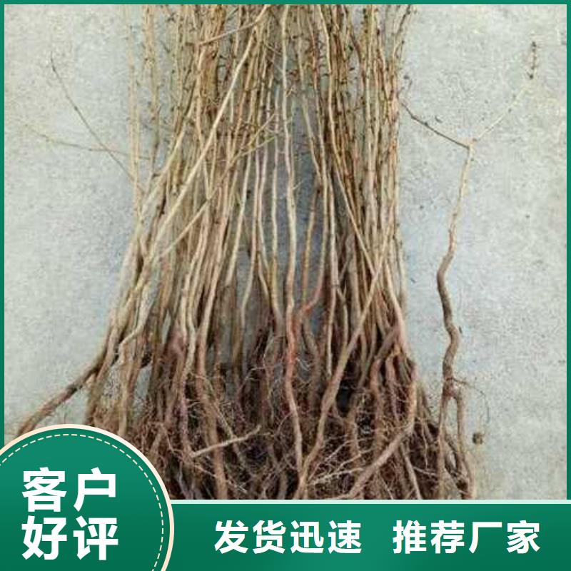 杜梨杜梨苗质量检测