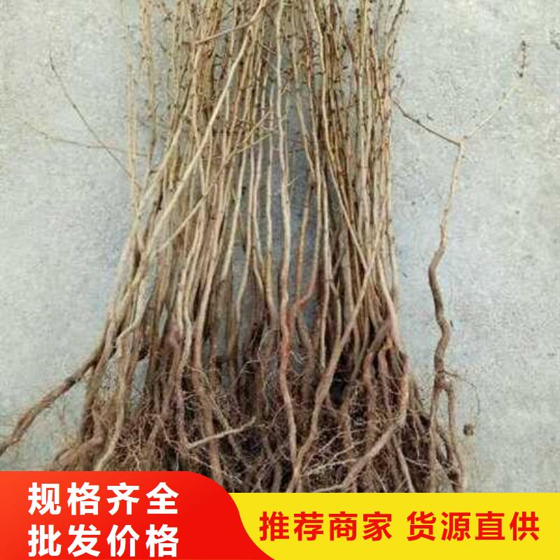 杜梨海棠苗快捷的物流配送