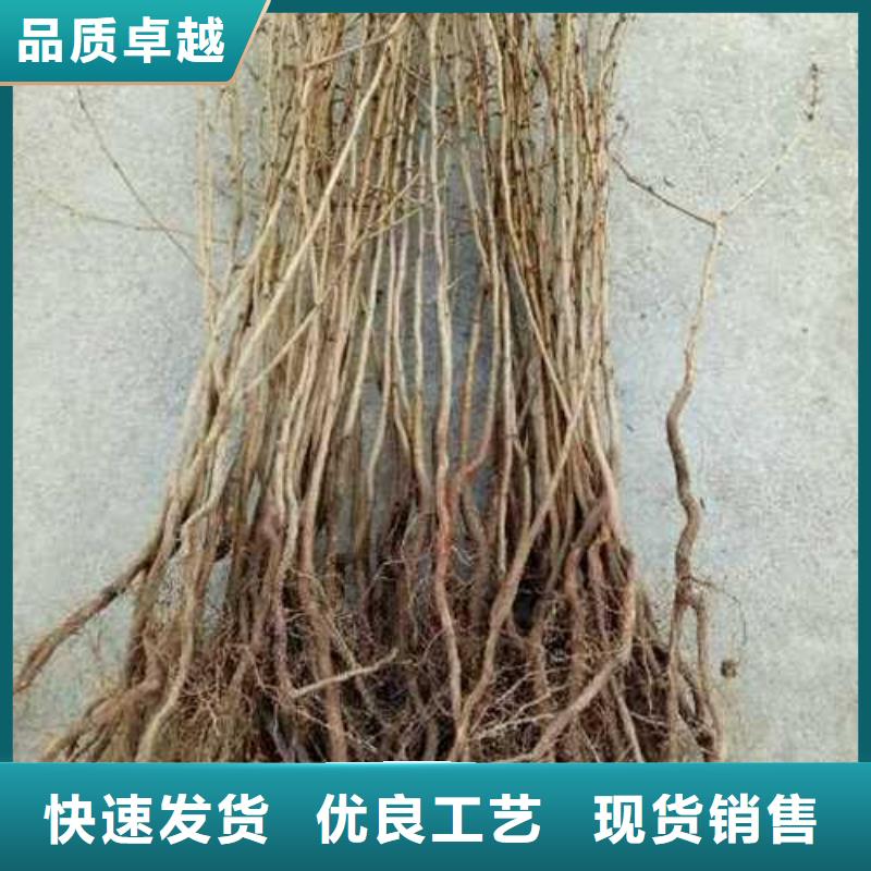 杜梨,玉露香梨树苗严格把关质量放心