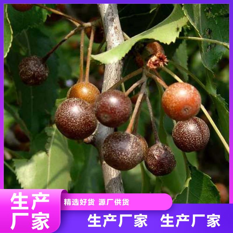 杜梨,梨树苗基地优选厂商