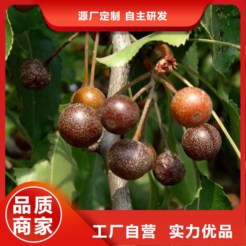 杜梨海棠苗快捷的物流配送