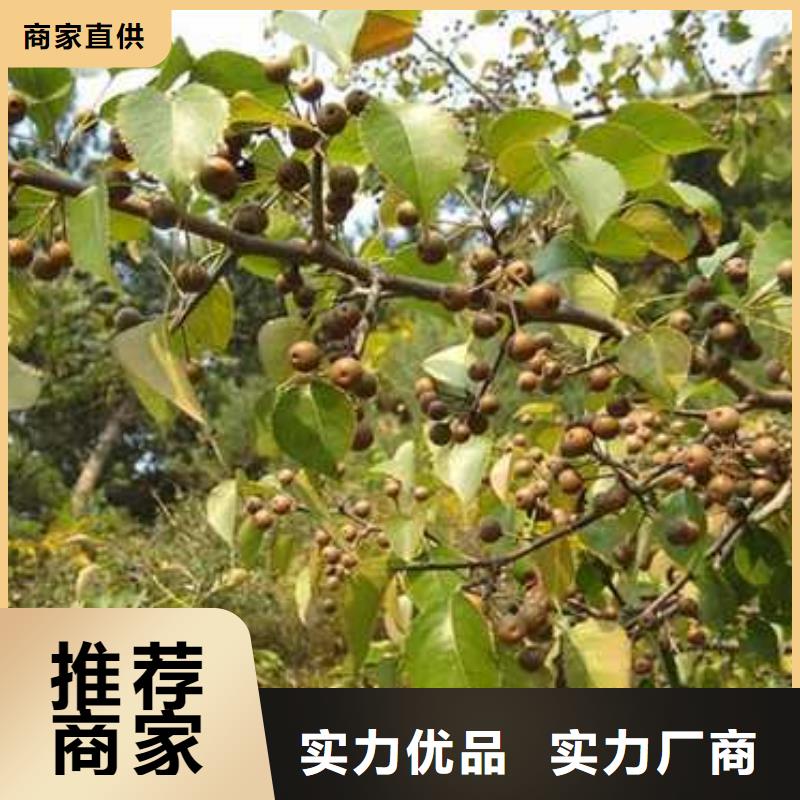 杜梨香酥梨树苗品质服务诚信为本