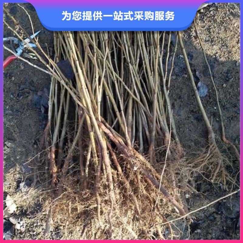 杜梨黄冠梨树苗诚信厂家
