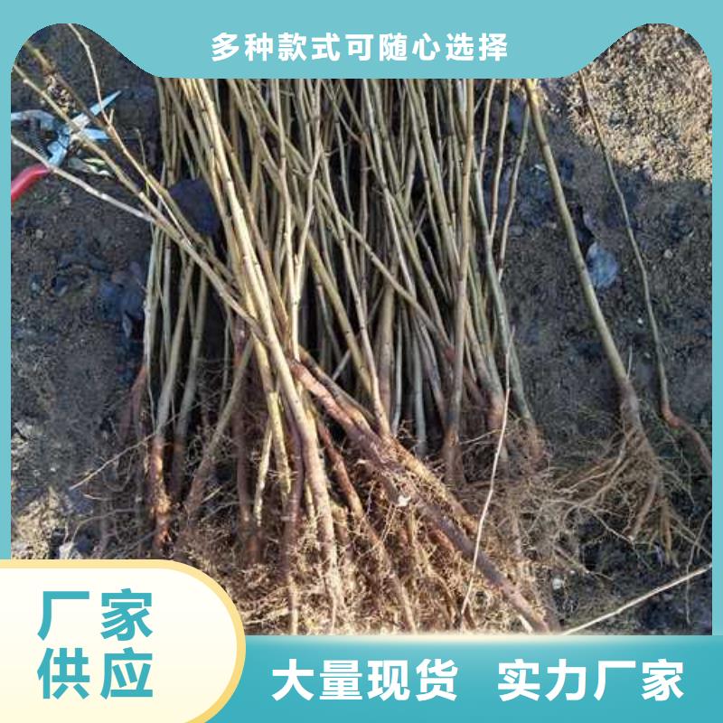 杜梨皇冠梨树苗主推产品