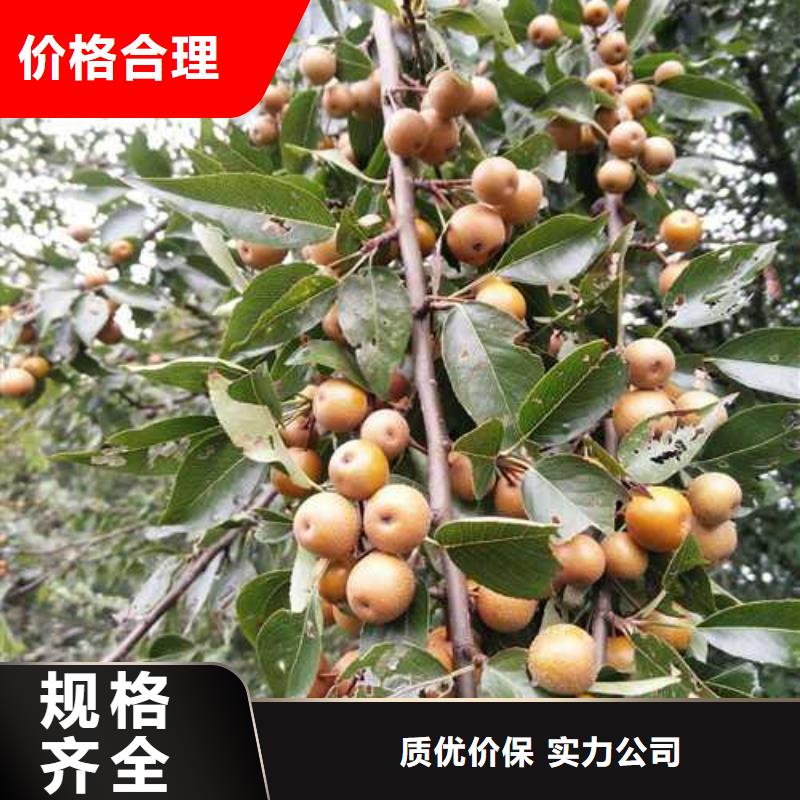 杜梨瑞蟠101桃树苗懂您所需