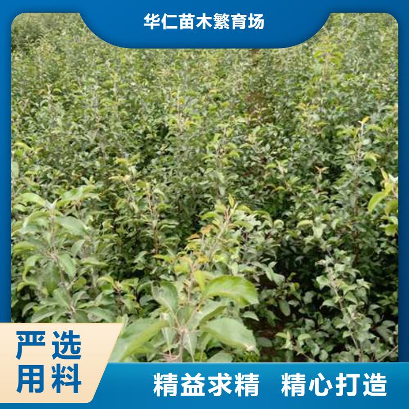 杜梨,杜梨苗拒绝伪劣产品