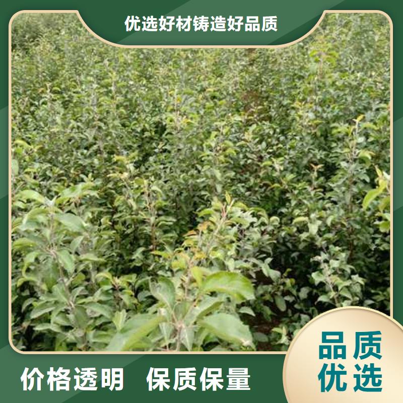 杜梨皇冠梨树苗主推产品