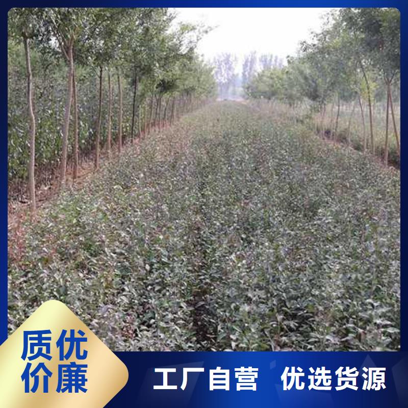 杜梨黄冠梨树苗本地厂家值得信赖